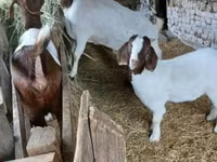 Ziegenbock, Boer goat — Foto 8