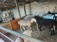Berbec, Arashan sheep — foto 4