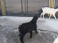 Kambing jantan, Goats — foto 2