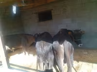 황소, Swiss cattle — 사진 3