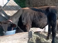 Bulle, Swiss cattle — Foto 3