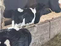 Býk, Russian Black pied cattle — foto 2