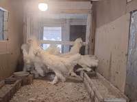 Chickens — foto 4