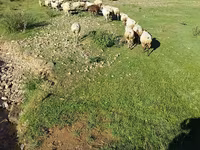 میش, گوسفند — عکس 1