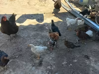 Chickens — foto 3