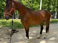 Klisna, Dutch warmblood horse — foto 6