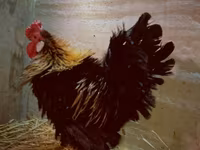 سراما — عکس 8
