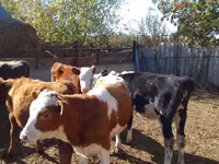 Skot (série, pohlaví neuvedeno), Swiss cattle — foto 4