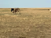 Kuh, Simmental cattle — Foto 3