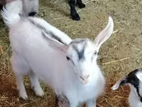 Ziege, Alpine goat — Foto 6