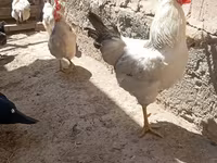 Chickens — عکس 1