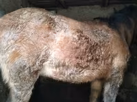 Kuda betina, Horses — foto 1