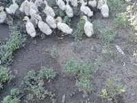 Německý pekin — foto 2