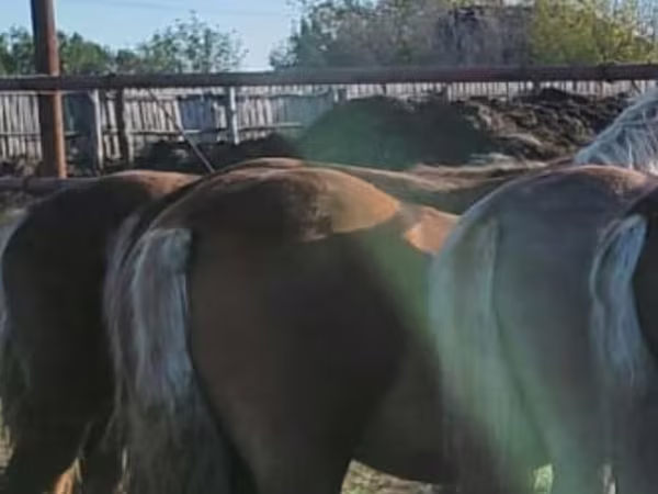 Kuda (lot, jantina tidak dinyatakan), Horses