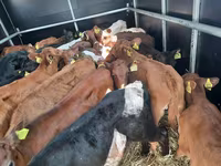 Stier, Simmental cattle — foto 2