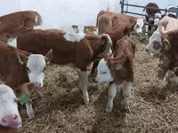 Toro, Simmental cattle — foto 3