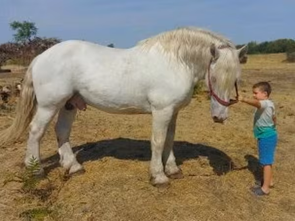 குதிரை, Percheron