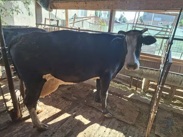 بقرة, Latvian Blue cattle