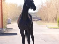 Kůň, Thoroughbred horse — foto 6