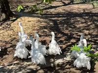 Geese — 写真 7