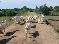 Brebis, Moutons — photo 1