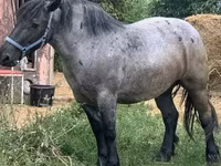 Kobyła, Hungarian horse breed — zdjęcie 2