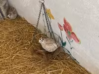 Quails — foto 2