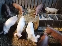 Babi (lot, jantina tidak dinyatakan) — foto 3
