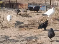 Turkeys — foto 5