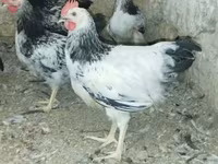 Adler Silver — foto 1