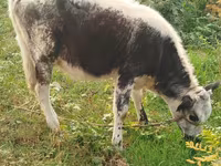 گاو ماده, Russian Black pied cattle — عکس 3