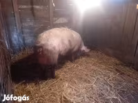 Scrofa, Maiali — foto 4