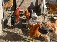 Chickens — الصورة 3