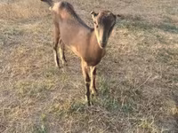 Ri’ dhaddig, Goats — sawirka 3