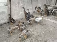 Ducks — عکس 2