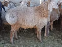 Beran, Arashan sheep — foto 4