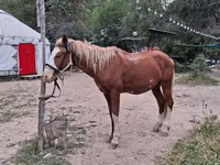 Жребец, Kazakh horse — снимка 1