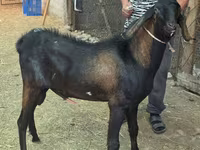 बकरा, Nubian Goat — फ़ोटो 2