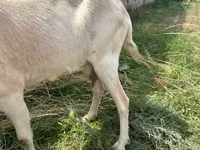 Koza, Alpine goat — zdjęcie 4