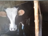 Bik, Russian Black pied cattle — fotografija 2