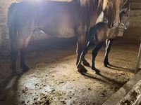 Kobyła, Kazakh horse — zdjęcie 2