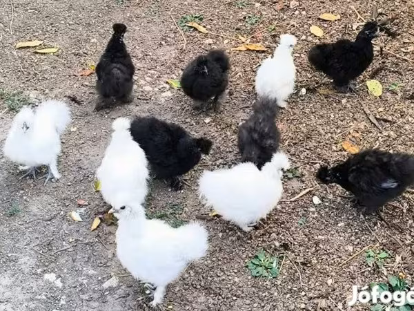 سیلکی