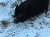 Babi jantan — foto 2