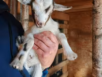 Koza, Australian Miniature goats — zdjęcie 1