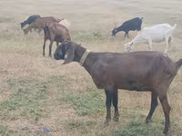 母山羊, Nubian Goat — 照片 4