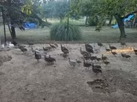 Guinea fowl — الصورة 6