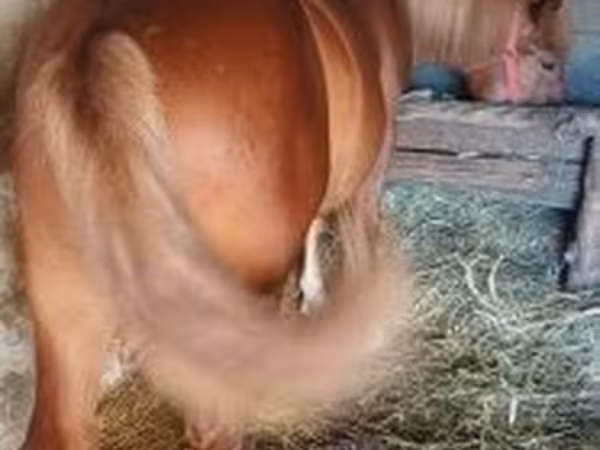 Hingst, Heste