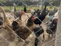 Chickens — foto 2