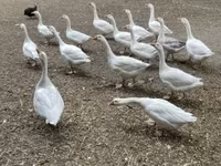 Geese — foto 1
