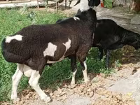 مینڈھا, بھیڑیں — تصویر 2